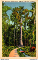 Florida Longwood The Big Cypress Tree Curteich - Orlando