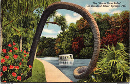 Florida Silver Springs The Horse Shoe Palm Curteich - Silver Springs