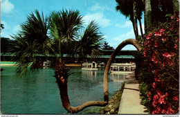 Florida Silver Springs The Horseshoe Palm Or "Lucky Palm" 1970 - Silver Springs