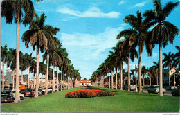 Florida Palm Beach Stately Royal Palms On Royal Poinciana Way 1962 - Palm Beach