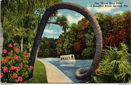 Florida Silver Springs Horse Shoe Palm  1951 Curteich - Silver Springs