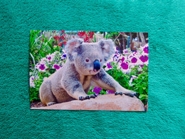 KOALA Australia - Photo Veritable - Other & Unclassified