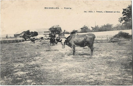 95  Moisselles  - Prairie - Moisselles