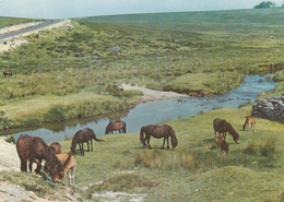 Postcard Dartmoor Near Princetown Showing Ponies My Ref B25542 - Dartmoor