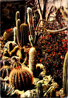 (2 J 1) France - Côte D'Azur - Cactus Garden - Cactus