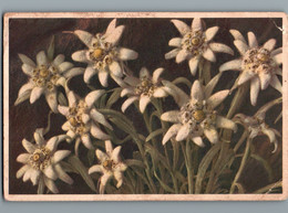 Leontopodium Alpinum - Edelweiss - Cpsm Pt Format - 1949 - Fiori