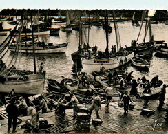 Douarnenez * Le Port De Pêche En Pleine Activité Au Retour Des Bateaux * Pêcheurs - Douarnenez