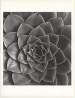 Horst P. Horst: Aednium Holochrrysum 1945 (Sheet-Fed Gravure 1992: Form Horst 27 X 35.5 CM) - Ohne Zuordnung