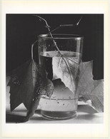 Horst P. Horst: Army Leaves 1944 (Sheet 1992: Form Horst 27 X 35.5 CM) - Ohne Zuordnung