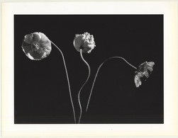 Horst P. Horst: Poppies 1989 (Sheet-Fed Gravure 1992: Form Horst 27 X 35.5 CM) - Zonder Classificatie