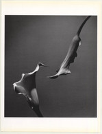 Horst P. Horst: Two Callas 1989 (Sheet-Fed Gravure 1992: Form Horst 27 X 35.5 CM) - Non Classés