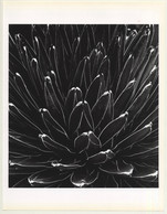 Horst P. Horst: Victoria Regina Agave 1945 (Sheet-Fed Gravure 1992: Form Horst 27 X 35.5 CM) - Non Classés