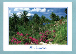 CP Antilles - Saint Lucia - The Pitons Through Coconut - St. Lucia