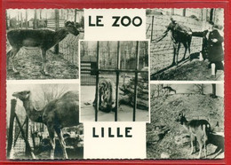 4467 - LILLE - CPSM - LE ZOO - Lille