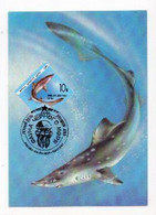 1991. RUSSIA,MAXIMUM CARD,MINT,BLACK SEA FAUNA,FISH - Maximumkarten