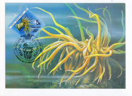 1991. RUSSIA,MAXIMUM CARD,MINT,BLACK SEA FAUNA,FISH - Cartoline Maximum