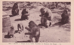 BLIDA  Gorges De La Chiffa - Familliers Du Ruisseau Des Singes - Blida