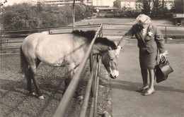 CP Carte Photo D'un Cheval Dans Son Enclos Caressé Par Une Dame En Tailleur - Pferde