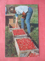 Cranberry Picking Time.    Cape Cod  Massachusetts > Cape Cod Ref 5733 - Cape Cod