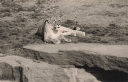 Lot De 3 CP Carte Photo D'animaux En Noir Et Blanc- Zebre Lion - Chevaux