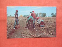 Harvesting    Idaho  Russett Potato  Idaho >  - Idaho >ref 5733 - Autres & Non Classés