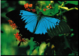 Ulysses Or Mountain Blue Butterfly Of North Queenslnad - Unused - Andere & Zonder Classificatie