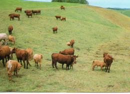 Vaches Troupeau De Vache Veaux Ferme Fermiers Race Bovine Salers - Vacas