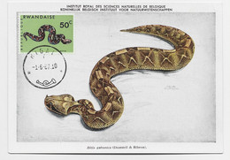 RWANDAISE 50C SERPENT CARTE MAXIMUM CARD MAX KIGALI 1.6.1967 - Used Stamps