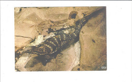 Delcampe - PARC ZOOLOGIQUE RESERVE AFRICAINE    CHATEAU DE THOIRY  VARAN A BANDES              **    A  SAISIR  ***** - Thoiry