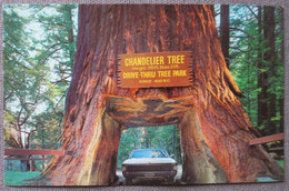 USA UNITED STATES LEGGETT CALIFORNIA CHADELIER TREE CARD KARTE ANSICHTSKARTE CARTOLINA POSTCARD PC CP AK CARTE POSTALE - Lake George