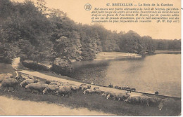 BRUXELLES ( Belgique ) - Le Bois De La Cambre - Bossen, Parken, Tuinen