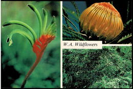 Wildflowers Of Western Australia - Unused - Autres & Non Classés