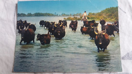 CPSM LA CAMARGUE PAYS DE CIEL BLEU ET DE MIRAGES MANADE DE TAUREAUX ED DE FRANCE GARDIAN A CHEVAL - Taureaux