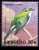 Diederik Cuckoo, Birds,  Lesotho 1992 MNH - Kuckucke & Turakos