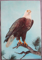 NEW YORK USA BALD EAGLE HISTORY MUSEUM NATURAL GIANT XL CARTE POSTALE ANSICHTSKARTE CARTOLINA POSTCARD PC PC AK CARD - Long Island