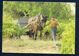 F5 - Gestes Et Paysage (Photo Jacques Bernard) - Vignes