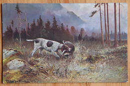 Chien De Chasse Attaquant Un Blaireau - Griffon Korthals ?  Illustrateur : Müller - (n°24215) - Dogs