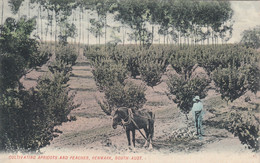 Cultivating Apricots And Peaches - Renmark - South-Australia - Sonstige & Ohne Zuordnung