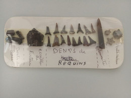 Divers Dents De Requins, De Raie, Pentacrines, Belommite... - Otros & Sin Clasificación