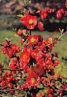 Arboretum - Chaenomeles X Superba Nicoline Doorenbos - Kalmthout - Kalmthout