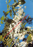 Arboretum - Halesia Diptera Var. Magniflora Godfrey - Kalmthout - Kalmthout