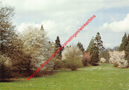 Arboretum - Prunus Species Et Cultivars - Kalmthout - Kalmthout