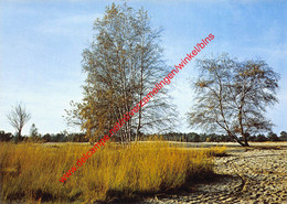 De Heide - Kalmthout - Kalmthout