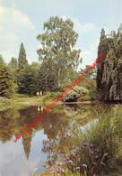 Arboretum - Betula Verucosa Dalecarlica - Kalmthout - Kalmthout