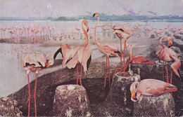 Flamingoes In Bahama Islands From Brazil To Florida Keys Flamant Rose French Air To Journal Fléchois La Fleche Sarthe - Bahamas