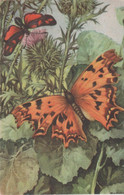 Butterflies - Papillons - Stamps Nederland - Illustrateur - Papillons