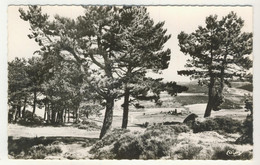 48 - Chateauneuf-de-Randon  -  Bois De La Souchère - Chateauneuf De Randon