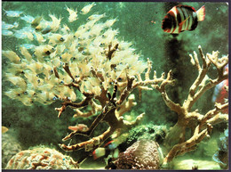 Fish & Coral, Great Barrier Reef, Queensland - Unused - Great Barrier Reef