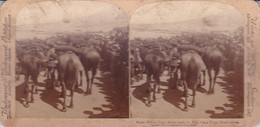AFRIQUE-du-SUD - CAPE TOWN  - Cliché Albuminé Stéréo, Cavalerie Légère Soldats, Militaires, Guerre Des Boers En 1899 - South Africa