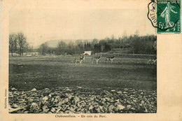 Chateauvillain * Un Coin Du Parc * Les Cerfs - Chateauvillain